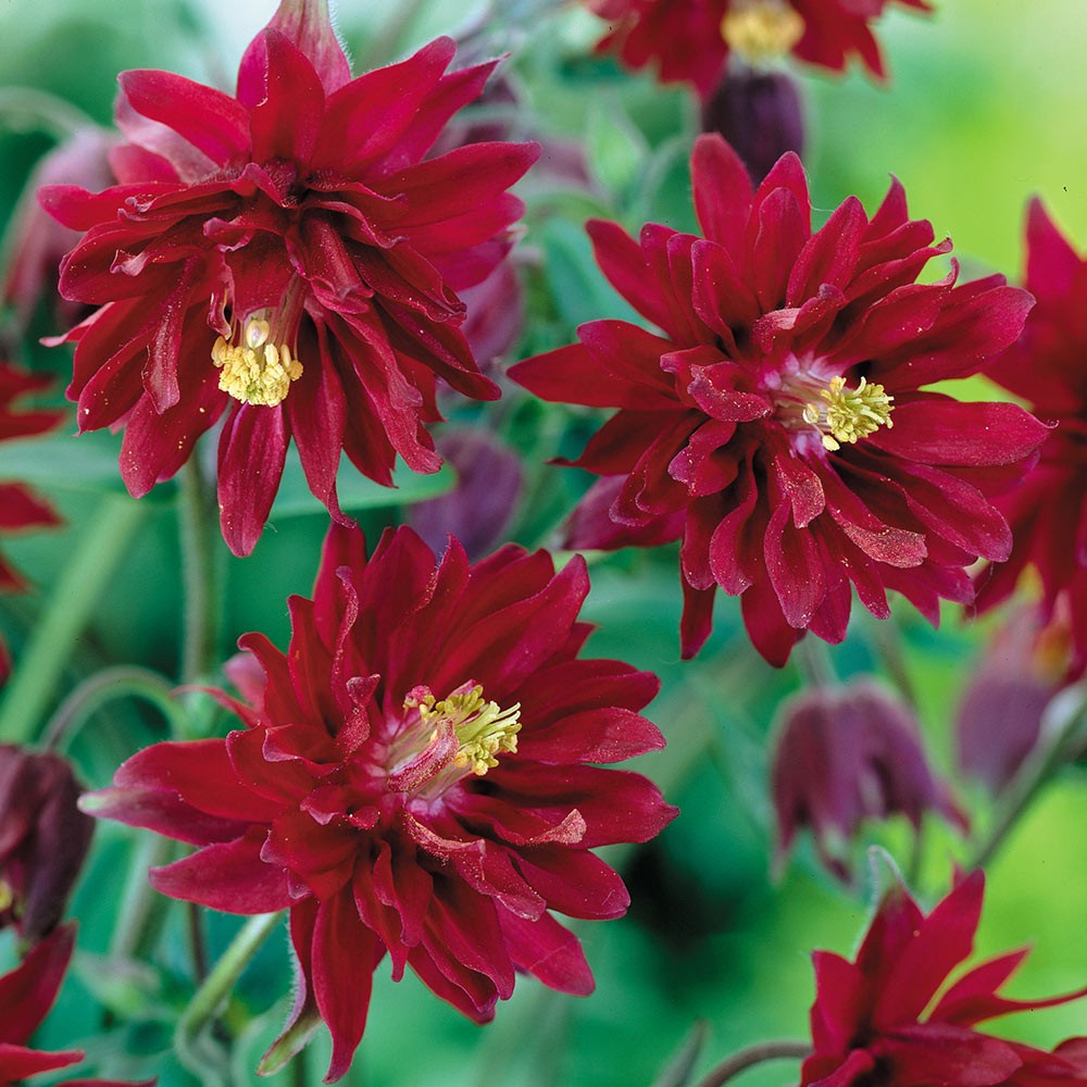 Aquilegia vulgaris var. stellata 'Bordeaux Barlow'